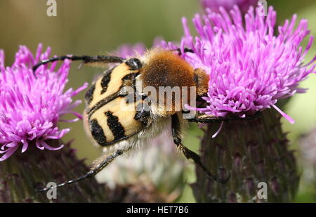 Close-up of  a Eurasian Bee Beetle (Trichius zonatus or T. fasciatus) feeding on thistle flowers Stock Photo