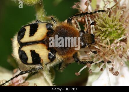 Close-up of  a Eurasian Bee Beetle (Trichius zonatus or T. fasciatus) feeding on blackberry flowers Stock Photo