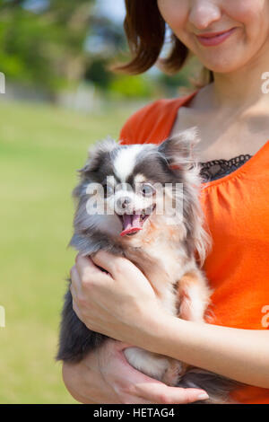 Chihuahua held in the arms Stock Photo