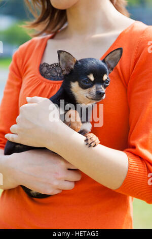 Chihuahua held in the arms Stock Photo