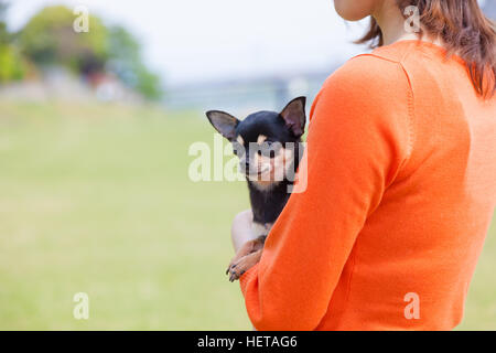 Chihuahua held in the arms Stock Photo