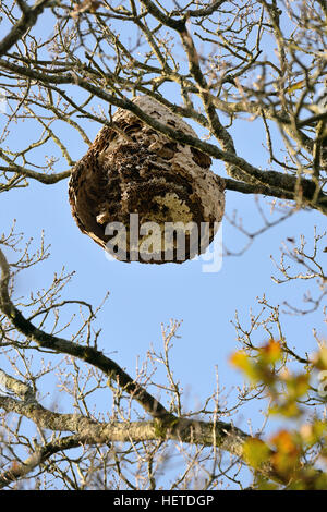 Nest of Asian predatory wasps Stock Photo