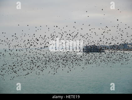 Stunning spectacle of starlings birds murmuration flying over sea in Winter Stock Photo