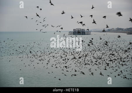 Stunning spectacle of starlings birds murmuration flying over sea in Winter Stock Photo