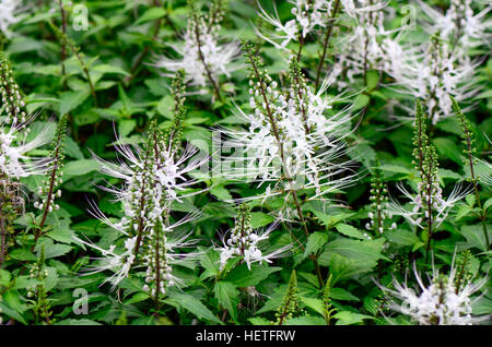 Java tea, Kidney tea plant or Cat’s whiskers (Orthosiphon aristatus (Blume) Miq. ) is a popular herbal remedy in southeast Asia. Stock Photo