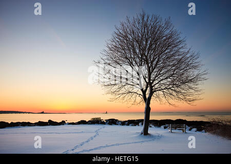 A lone tree stands in the fresh snow at New Castle Common at sunrise.  New Castle, New Hampshire. Stock Photo