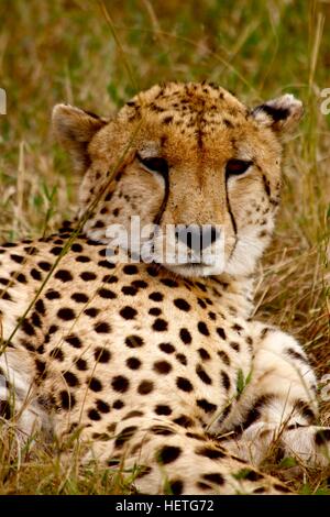 Cheetah dozing (Acinonyx jubatus) Stock Photo