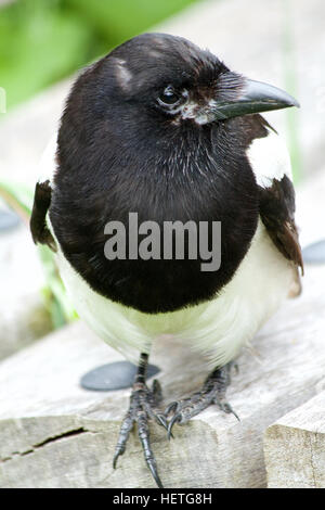 Magpie on bench (Pica pica) Stock Photo