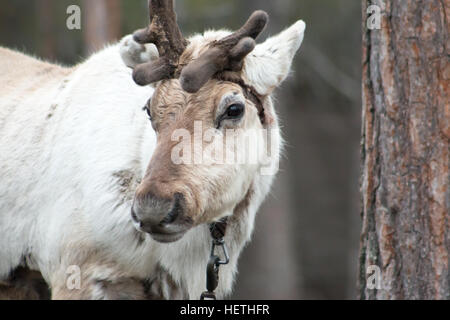 Reindeer in Rovaniemi, Finnish Lapland. Stock Photo