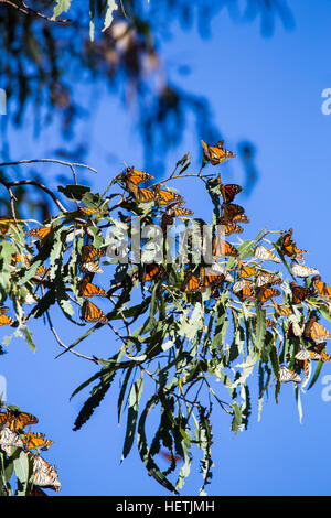 Monarch butterflies (Danaus plexippus) wintering in the eucalyptus trees at Monarch Butterfly Grove Pismo beach California during migration. Stock Photo