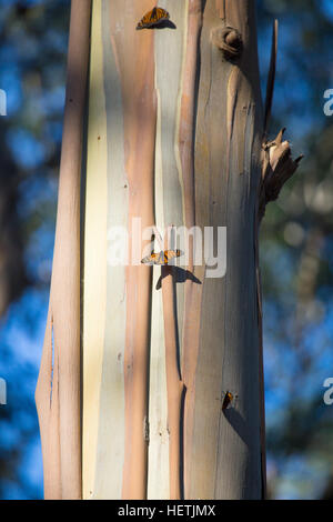 Monarch butterflies (Danaus plexippus)   wintering in the eucalyptus trees at Monarch Butterfly Grove Pismo beach California during migration Stock Photo