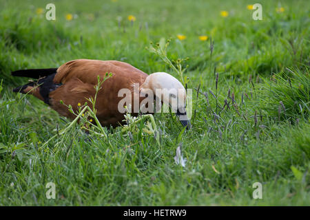 Rostgans, Rost-Gans, Tadorna ferruginea, ruddy shelduck Stock Photo