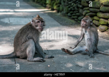 Monkey in sacred monkey forest using tap Stock Photo