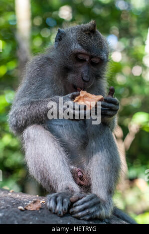 Monkey in sacred monkey forest using tap Stock Photo