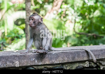 Monkey in sacred monkey forest using tap Stock Photo