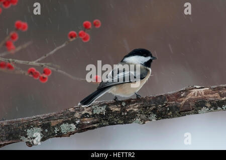 Chickadee perches on branch near winterberry on snowy day Stock Photo