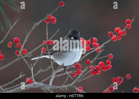 Dark eyed junco perches contentedly in winterberry Stock Photo