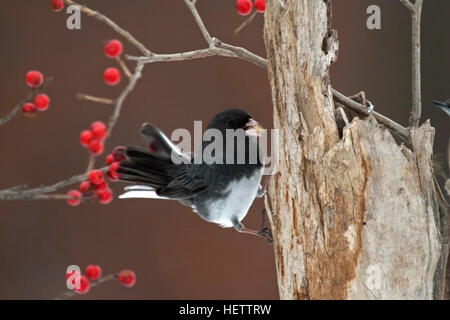 Dark eyed junco perches precariously on weathered log with winterberry Stock Photo