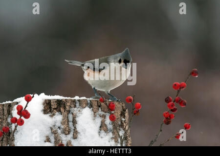 Tufted titmouse perches on snowy stump with winterberry Stock Photo