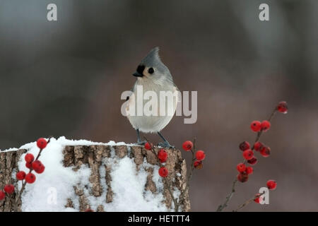 Tufted titmouse perches on snowy stump with winterberry Stock Photo