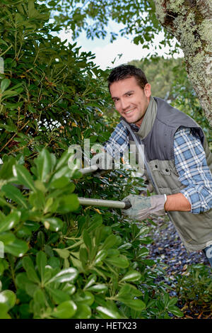 Gardener trimming hedge with shears Stock Photo