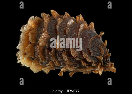 Consolida regalis, Forking larkspur, Acker-Rittersporn, seed, close up, seed size 2 mm Stock Photo