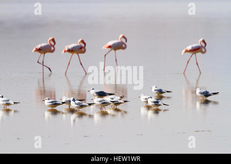 Annual flamingo migration to Larnaca Salt Lake, Cyprus.With Black headed gulls Stock Photo