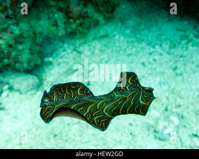 Flatworm swimming, Diving in Koh Tao. Stock Photo