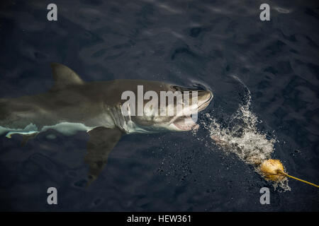 Great shark taking fishing bait, Guadalupe Island, Mexico Stock Photo