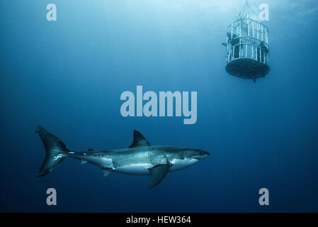 Great shark investigating cage divers, Guadalupe Island, Mexico Stock Photo