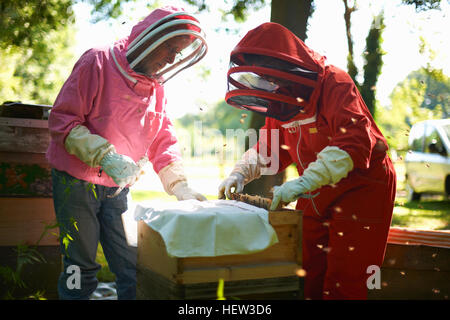 Two beekeepers lifting frame from bee hive
