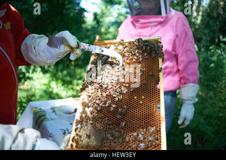 Beekeeper holding hive frame, close-up Stock Photo