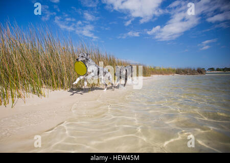 Australian Shepherd and German Shepherd chasing each other on a beach, Fort Walton Beach, Florida, USA Stock Photo