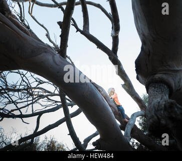Boy sitting in tree looking away Stock Photo