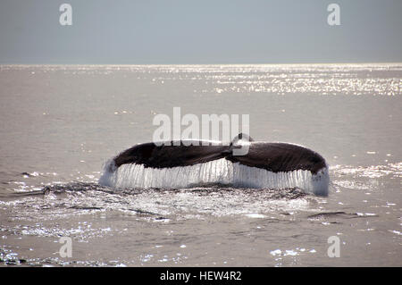 Humpback whale, tail over water surface Stock Photo - Alamy