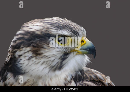 Close head shot of Saker falcon filling the frame, in profile showing curved beak. Scientific name Falco cherrug. Stock Photo