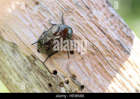 Marbled Rose Chafer (Liocola marmorata / Protaetia lugubris) photographed at Horns Kungsgård, Öland, Sweden Stock Photo