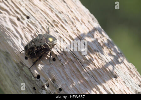 Marbled Rose Chafer (Liocola marmorata / Protaetia lugubris) photographed at Horns Kungsgård, Öland, Sweden Stock Photo