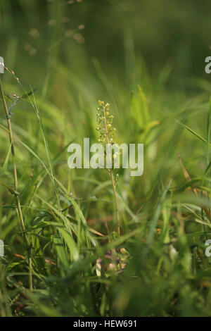 Common Twayblade (Neottia ovata). Photographed at Allindelille Fredskov, Denmark. Stock Photo