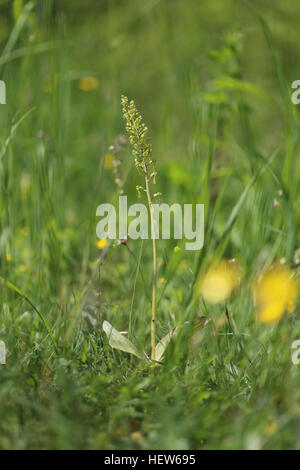 Common Twayblade (Neottia ovata). Photographed at Ismanstorp, Öland, Sweden. Stock Photo