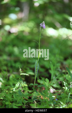 Common Spotted Orchid (Dactylorhiza maculata ssp. fuchsii). Photographed at Horns Kungsgård, Öland, Sweden. Stock Photo