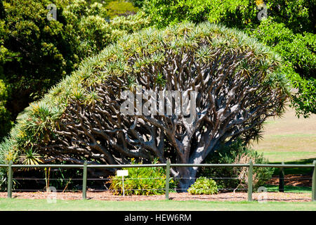 Dragon's blood tree (Dracaena draco) with orange berries, sap of which ...