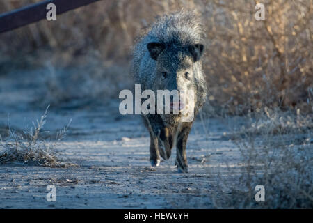 Javelina, (Pecari tajacu), Bosque del Apache National Wildlife Refuge, New Mexico, USA. Stock Photo