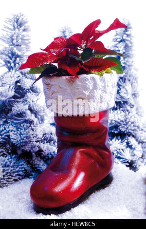 Christmas boot decorated with poinsettia or Christmas Star (Euphorbia pulcherrima) set it an artificial winter landscape Stock Photo