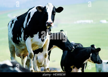 Three black-and-white Holstein cows (Bovinae) Stock Photo