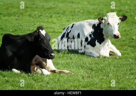 Two black-and-white Holstein cows (Bovinae) lying on a pasture Stock Photo