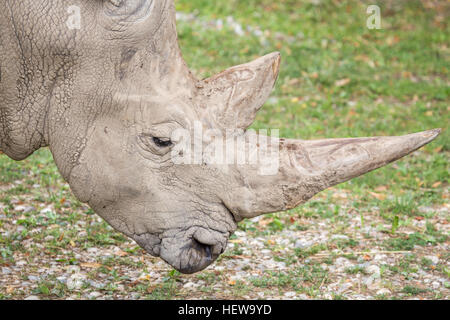 Closeup view of the huge horns of a white rhinoceros, Ceratotherium simum, with the huge horns. The rhinos are in near to the extinction due to the po Stock Photo