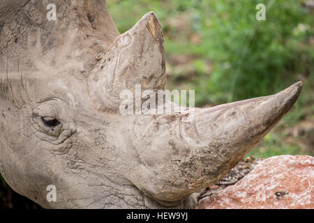 Closeup of the two horns of a white rhinoceros or square-lipped rhinoceros, Ceratotherium simum. Rhino horn can fetch tens of thousands of dollars per Stock Photo