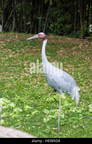 The sarus crane, Grus antigone, is the tallest of the flying birds, standing at a height of up near 2 meters. Stock Photo