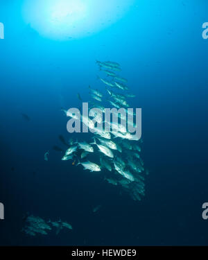 coral life diving Sudan Soudan Red Sea safari Stock Photo